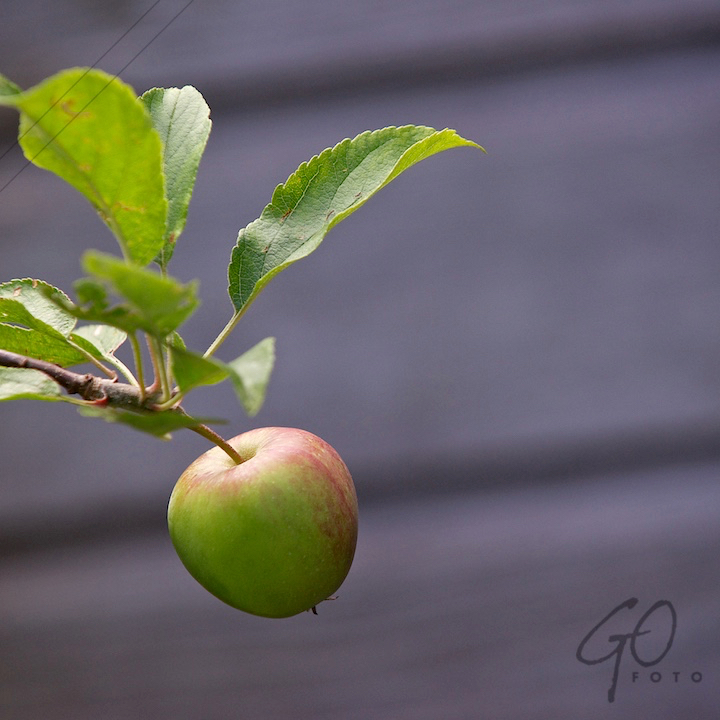 De Appel in de achtertuin vanaf 2012 Appel met groene blaadjes