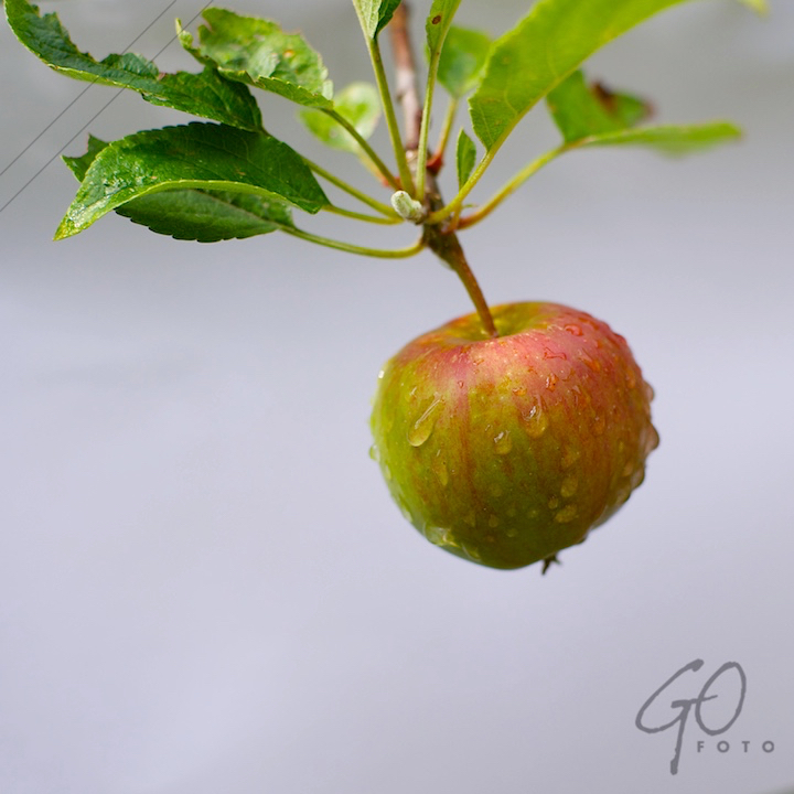 De Appel in de achtertuin vanaf 2012 Appel met waterdruppels