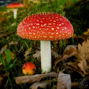 Nadagen van de fotocamera blog gofoto paddenstoel