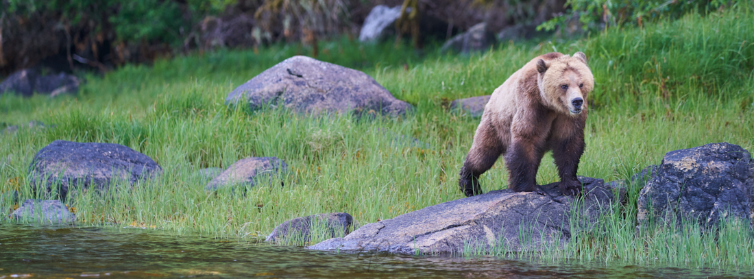 Grizzlybeer op steen langs de waterkant. Knight Inlet, Canada.
