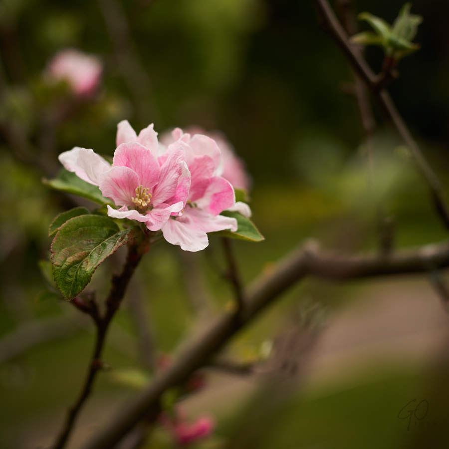 De Appelboom - ©Gerard Oonk 1