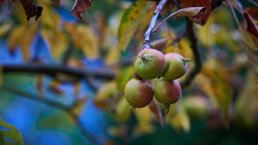 Appelboom levert kleine vruchten in j2019