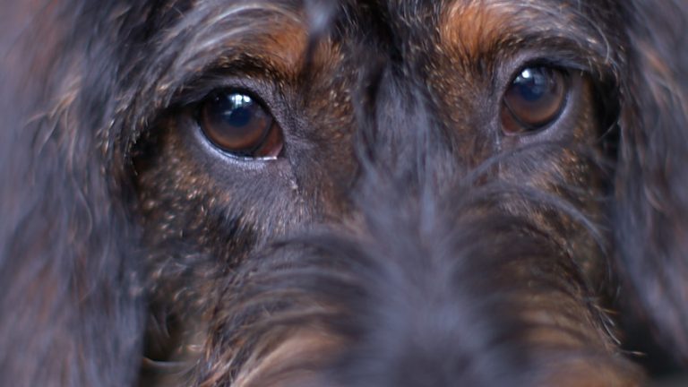 Close-up van ogen van een hond