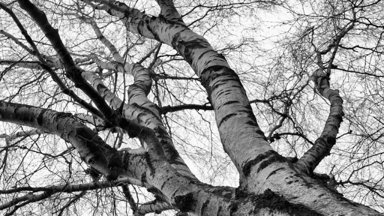 Berkenboom in zwart-wit