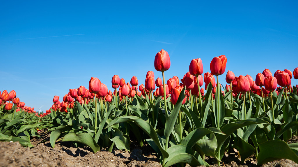 Tulpen tegen blauw lucht