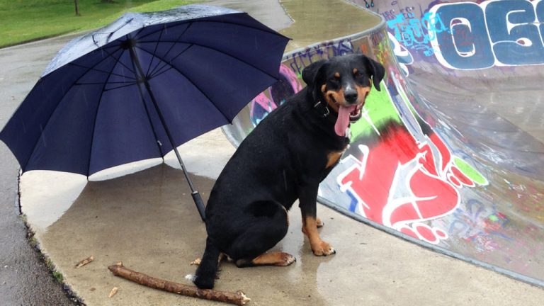Hond onder paraplu tijdens regenbui