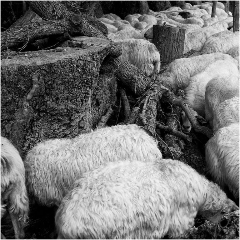 Kudde slapende schapen