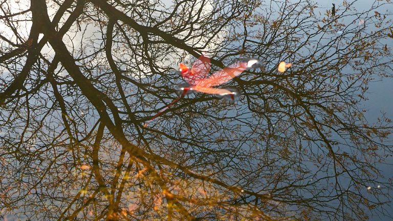 Reflectie van een boom in het water