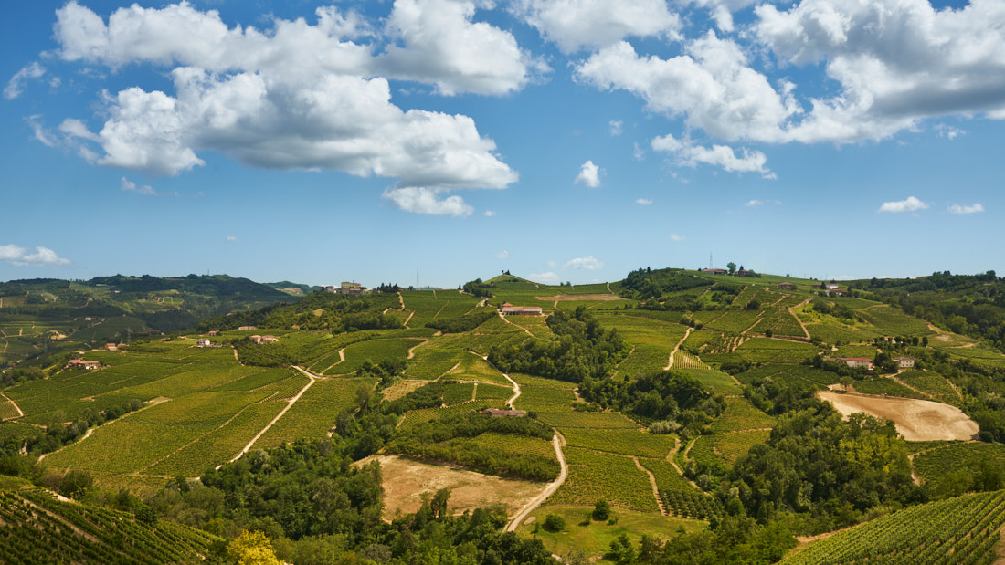 Vallei met wijnranken in Piëmont