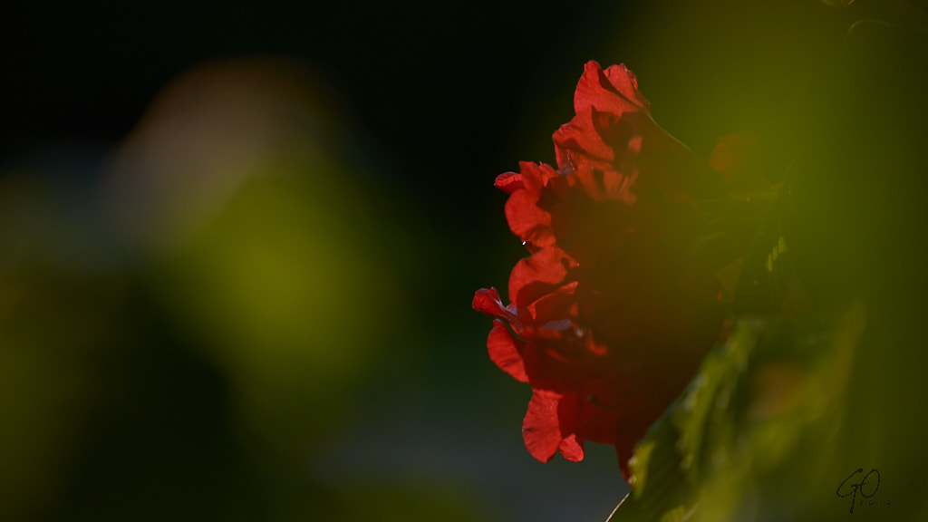 Rode bloem tegen groene achtergrond (wazig)