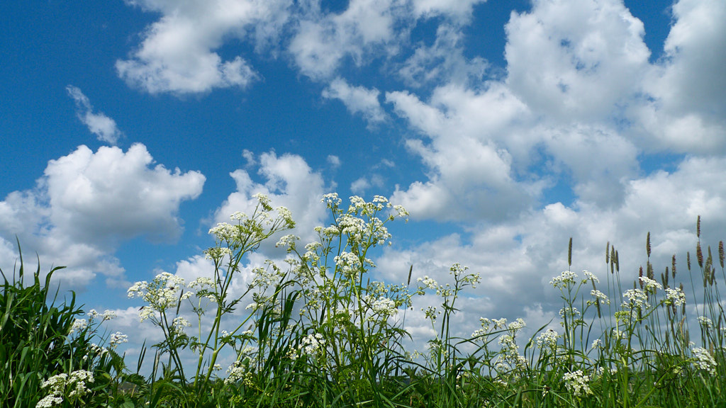 Grasbloemen tegen blauwe wolkenlucht
