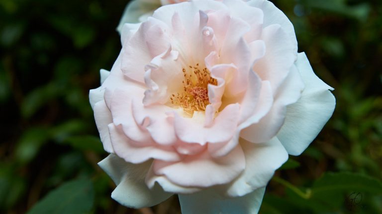 Close-up van een roos