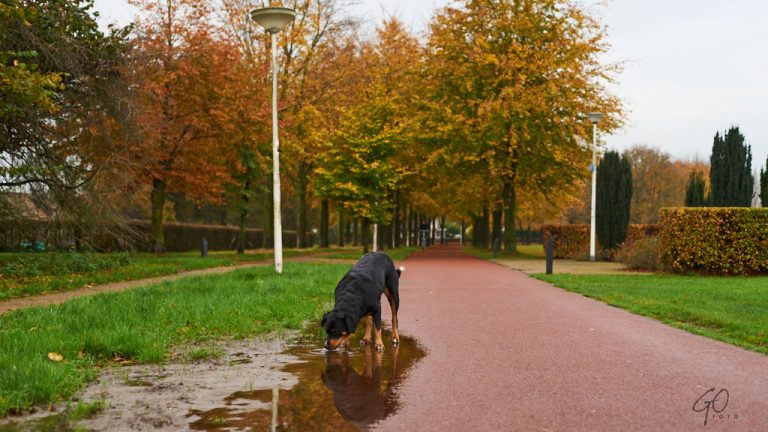 Hond drinkt uit regenplas