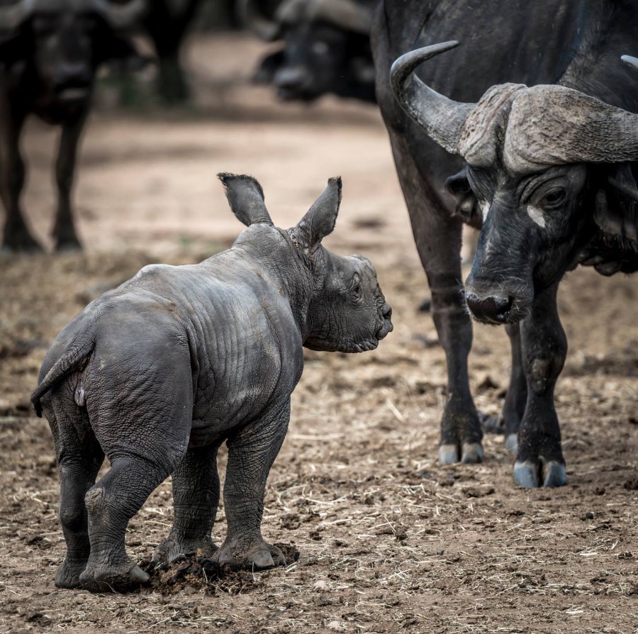 ©Diana Beekvelt “Wanna play” – neushoorn ‘Baby Olivia’ met Kaapse buffel